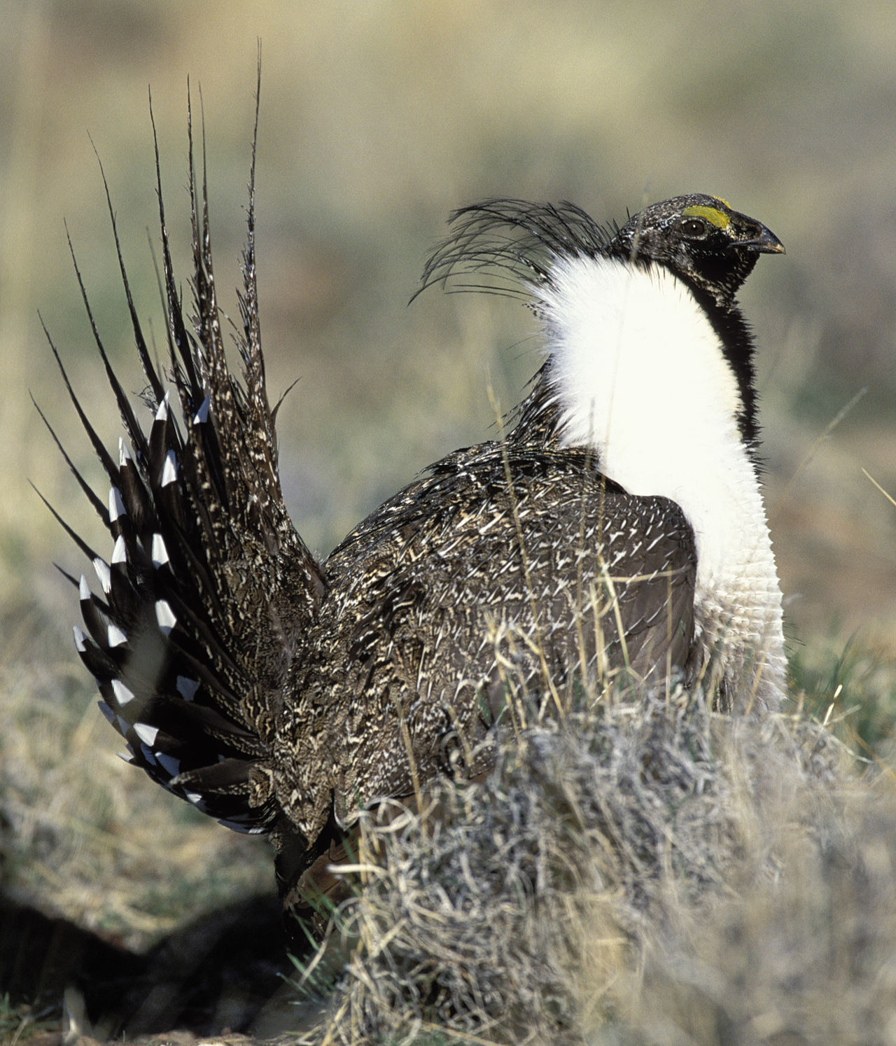 sage grouse